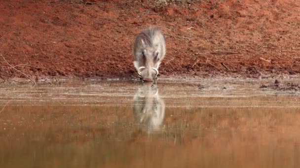 Vårtsvin Phacochoerus Africanus Dricker Vid Ett Vattenhål Mokala Nationalpark Sydafrika — Stockvideo