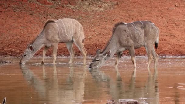 Kudu Antylopy Tragelaphus Strepsiceros Pijące Przy Wodopoju Park Narodowy Mokala — Wideo stockowe