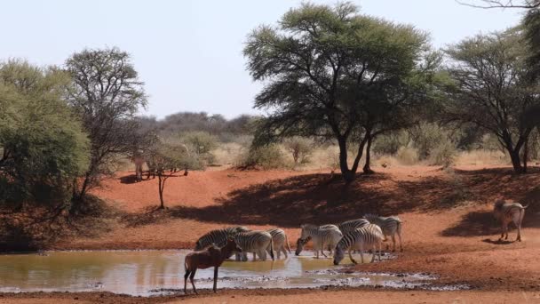 南非莫卡拉国家公园 斑马平原和羚羊在一个水坑里喝水 — 图库视频影像