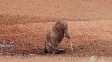 Bir tsessebe antilobu (Damaliscus lunatus) bir su birikintisinde çamurda oynuyor, Mokala Ulusal Parkı, Güney Afrika