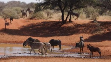 Mavi antiloplar ve ovalar zebralar bir su birikintisinde içiyorlar, Mokala Ulusal Parkı, Güney Afrika