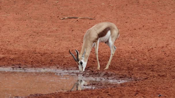 Springbok Antelope Antidorcas Marsupialis Drinking Waterhole Mokala National Park South — Stock Video