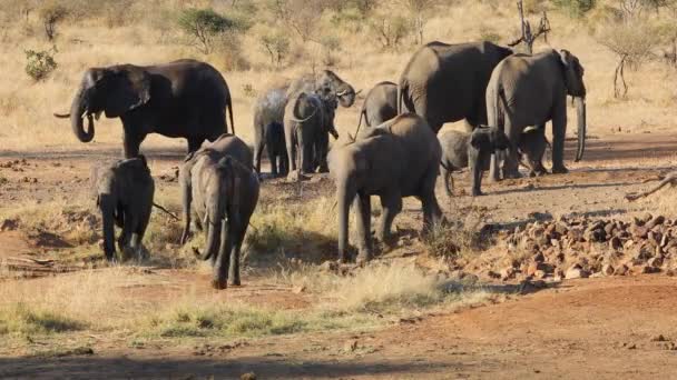 Troupeau Éléphants Afrique Loxodonta Africana Sortant Trou Eau Parc National — Video