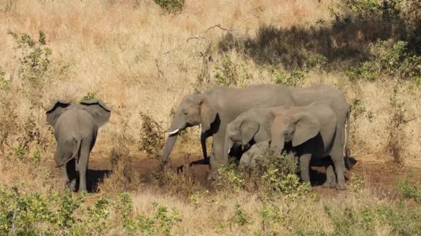 Afrika Filleri Loxodonta Africana Içme Suyu Kruger Ulusal Parkı Güney — Stok video