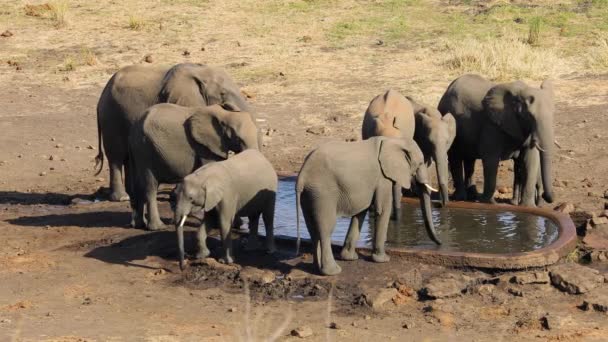 Elefantes Africanos Loxodonta Africana Bebendo Água Buraco Água Artificial Parque — Vídeo de Stock