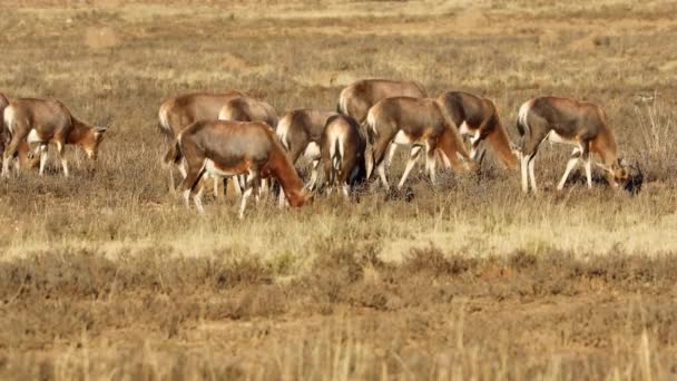 Troupeau Antilopes Blesboks Damaliscus Pygargus Broutant Dans Les Prairies Afrique — Video