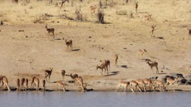 Güney Afrika 'daki Kruger Ulusal Parkı' ndaki bir su birikintisinde İmpala Antilopları Sürüsü (Aepyceros melampus)