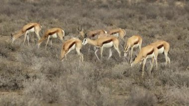 Antidorcas marsupialis (Antidorcas marsupialis), Kalahari çölü, Güney Afrika