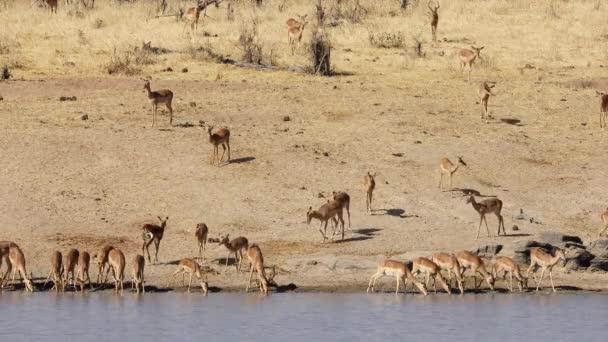 Manada Antílopes Impala Aepyceros Melampus Pozo Agua Parque Nacional Kruger — Vídeos de Stock