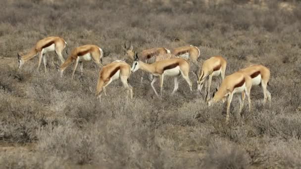 Una Mandria Antilopi Springbok Antidorcas Marsupialis Deserto Del Kalahari Sud — Video Stock