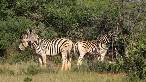 Cebras Planas Equus Burchelli Hábitat Natural Parque Nacional Mokala Sudáfrica — Vídeo de stock