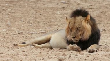 Büyük bir erkek Afrika aslanı (Panthera leo) rüzgarda esen yelelerle dinleniyor, Kalahari çölü, Güney Afrika