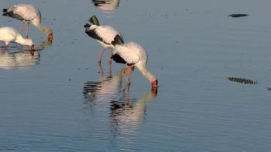 Sığ sularda yiyecek arayan sarı gagalı leylekler (Mycteria ibis), Kruger Ulusal Parkı, Güney Afrika