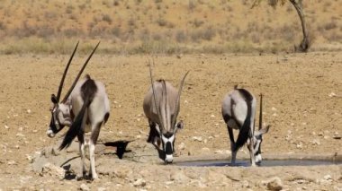 Gemsbok antilopları (Oryx gazella) Güney Afrika 'daki Kalahari çölünde bir su birikintisinde su içiyorlar.