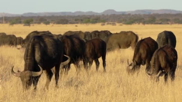 南非Mokala国家公园草原放牧的非洲水牛 Syncerus Caffer — 图库视频影像