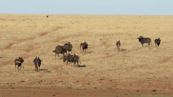 Herd Black Wildebeest Connochaetes Gnou Vall Mokala Nationalpark Sydafrika — Stockvideo