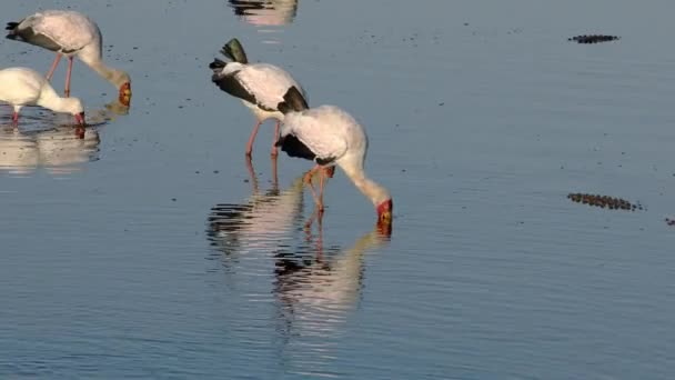 南非克鲁格国家公园 黄嘴鹤 Mycteria Ibis 在浅水中觅食 — 图库视频影像