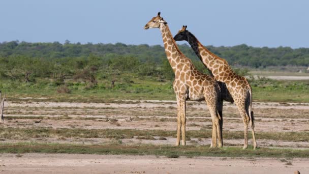 Jirafas Giraffa Camelopardalis Las Llanuras Del Parque Nacional Etosha Namibia — Vídeos de Stock