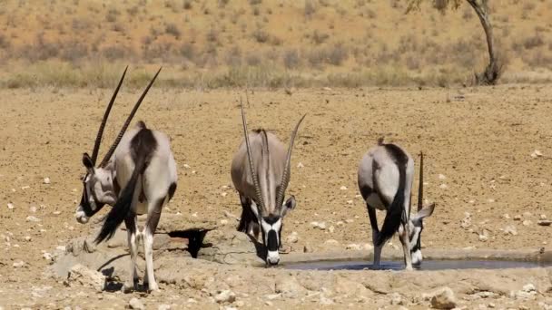 Gemsbok Antilopen Oryx Gazella Drinkwater Bij Een Waterput Kalahari Woestijn — Stockvideo
