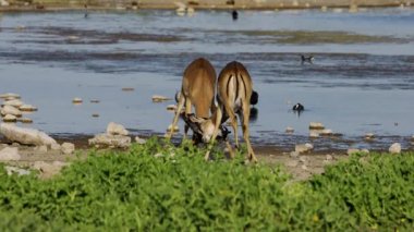 İki erkek impala antilobu (Aepyceros melampus) kavga, Etosha Ulusal Parkı, Namibya