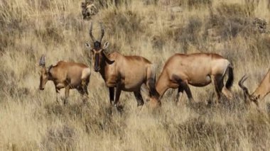 Kızıl antilop antilopları (Alcelaphus buselaphus) doğal yaşam alanında otlar, Güney Afrika