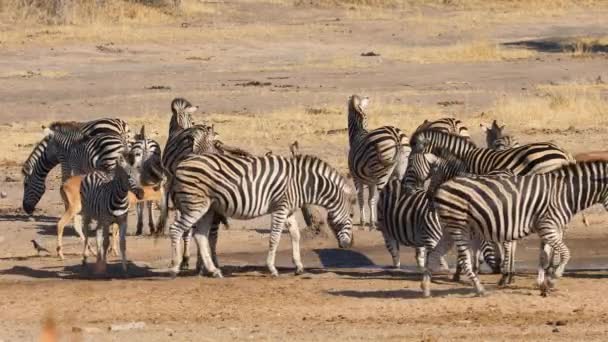 平原ゼブラス Equus Burchelli 南アフリカ共和国クルーガー国立公園人工的な水飲み場 — ストック動画