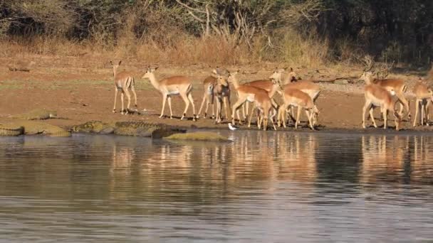 Impala Antílopes Aepyceros Melampus Água Potável Com Grandes Crocodilos Nilo — Vídeo de Stock