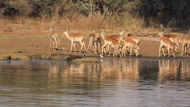 インパラ アンテロープ Aepyceros Melampus 大規模な日光浴ナイルワニと飲料水 クルーガー国立公園 南アフリカ — ストック動画