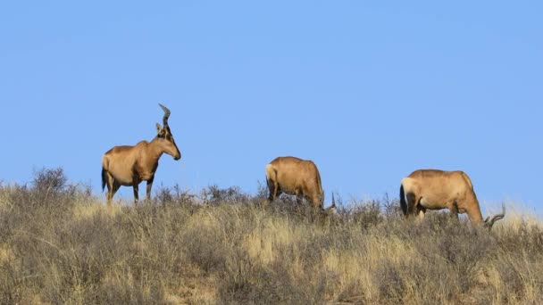 青い空 南アフリカに対する自然の生息地での赤い最高のカモシカ Alcelaphus Buselaphus の放牧 — ストック動画