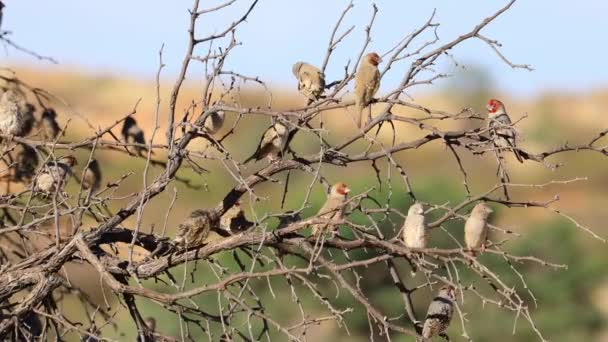 Vörös Fejű Pintyek Amadina Erythrocephala Egy Faágon Ülve Dél Afrika — Stock videók