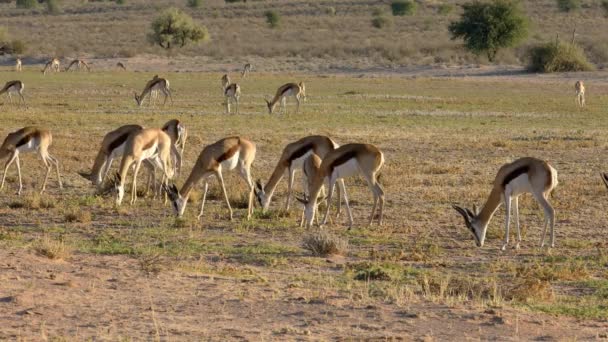 Rebaño Antílopes Springbok Antidorcas Marsupialis Pastoreo Desierto Kalahari Sudáfrica — Vídeos de Stock