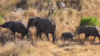 Afrika fil sürüsü (Loxodonta africana) kuyrukta yürüyor, Kruger Ulusal Parkı, Güney Afrika