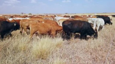 Güney Afrika 'daki kırsal bir çiftlikte otlayan otlak sürüsü.