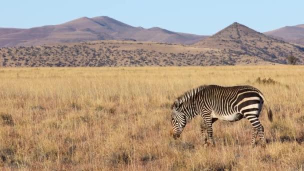Cape Mountain Zebra Equus Zebra Pasoucí Pastvinách Mountain Zebra National — Stock video