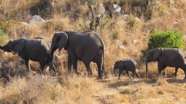 Manada Elefantes Africanos Loxodonta Africana Caminhando Fila Parque Nacional Kruger — Vídeo de Stock