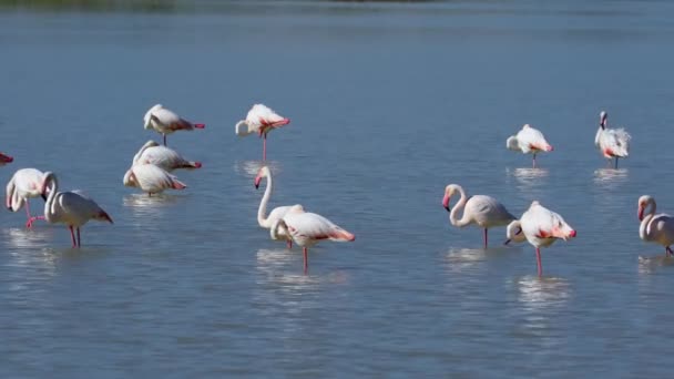 Μεγαλύτερη Φλαμίνγκο Phoenicopterus Roseus Στέκεται Ρηχά Νερά Etosha Εθνικό Πάρκο — Αρχείο Βίντεο