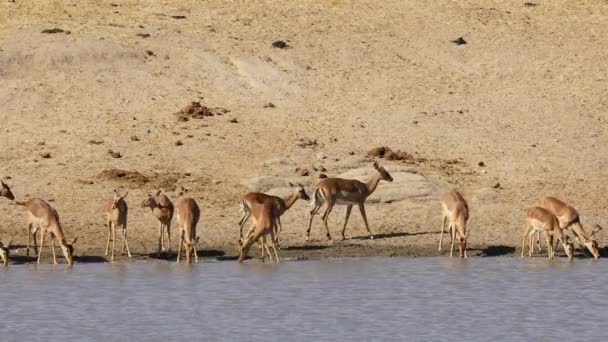 Herd Van Impala Antilopen Aepyceros Melampus Bij Een Waterput Kruger — Stockvideo