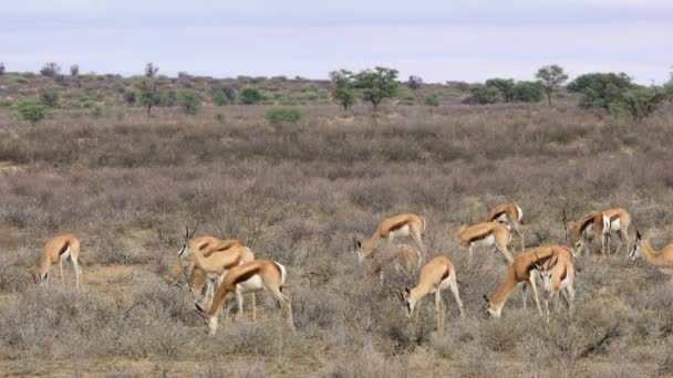 南非卡拉哈里沙漠 一群喂食弹簧羚羊 Antidorcas Marsupialis — 图库视频影像