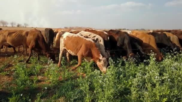 Panning Pohled Pás Skotu Pastviny Pokrývají Plodiny Pohyblivým Elektrickým Plotem — Stock video