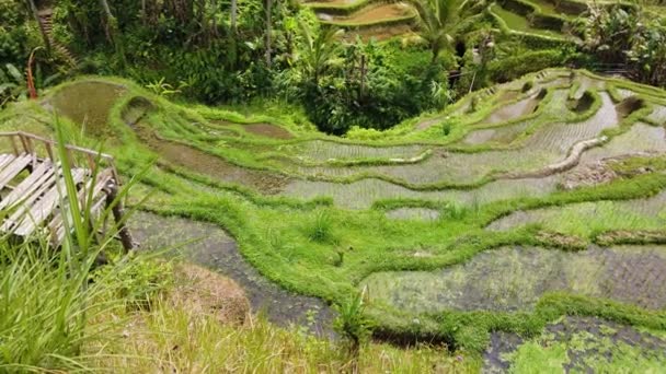 Widok Zielone Tarasy Ryżowe Tegallalang Ubud Bali Indonezja — Wideo stockowe