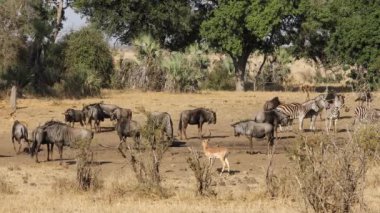 Mavi antilop, impala antilopları ve ovalar sulu bir iskelede zebralar, Kruger Ulusal Parkı, Güney Afrika