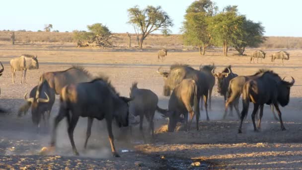 Herd Van Blauwe Gnoes Connochaetes Taurinus Drinkwater Bij Een Stoffige — Stockvideo