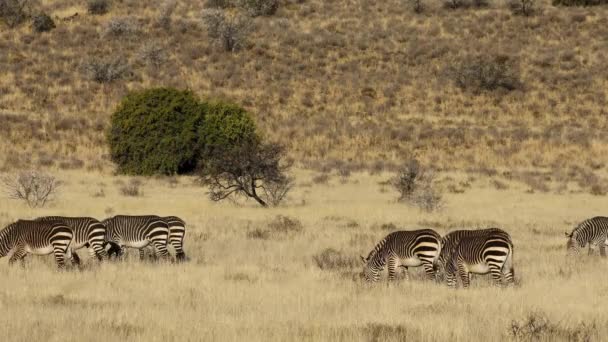南非斑马山国家公园 开阔地草原放牧的角山斑马 — 图库视频影像