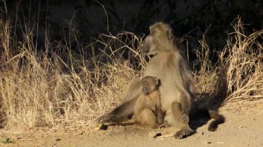 Chacma babunu (Papio ursinus) güneş altında güneşlenen bebek, Kruger Ulusal Parkı, Güney Afrika