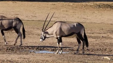 Gemsbok antilopları (Oryx gazella) bir su birikintisinde, Kalahari Çölü, Güney Afrika