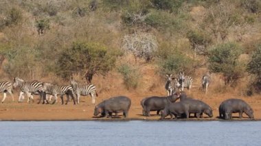 Su aygırları ve zebra sürüsü doğal bir barajda Kruger Ulusal Parkı, Güney Afrika