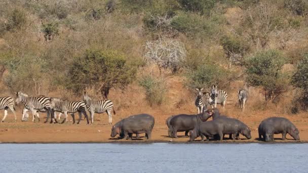 Flodhästar Och Hjord Slätter Zebror Vid Naturlig Damm Kruger National — Stockvideo