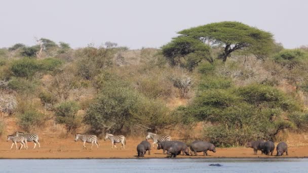 Hippos Een Kudde Van Vlakte Zebra Een Natuurlijke Dam Kruger — Stockvideo