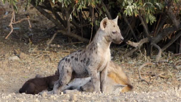 Een Jonge Gevlekte Hyena Crocuta Crocuta Zijn Hol Kruger National — Stockvideo