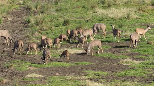 Antilopi Kudu Tragelaphus Strepsiceros Che Nutrono Habitat Naturale Kruger National — Video Stock